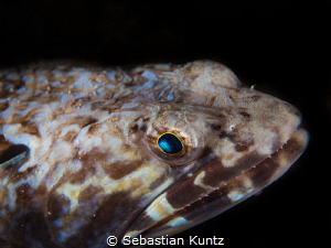 Stunning sand diver...
NA-GH4 with Oly 12-50mm by Sebastian Kuntz 